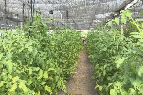 Germán Liendo - Productor Hortícola - “Trabajar la huerta es duro, pero con eficiencia se puede vivir de esto