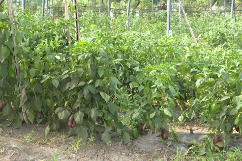 Germán Liendo - Productor Hortícola - “Trabajar la huerta es duro, pero con eficiencia se puede vivir de esto