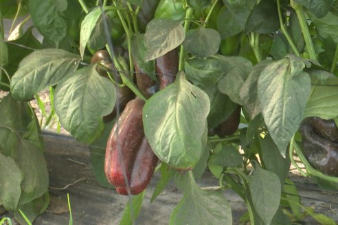 Germán Liendo - Productor Hortícola - “Trabajar la huerta es duro, pero con eficiencia se puede vivir de esto