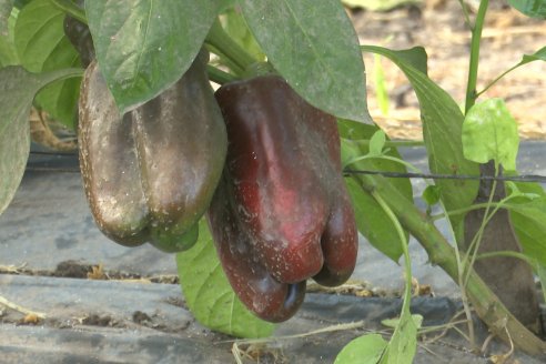 Germán Liendo - Productor Hortícola - “Trabajar la huerta es duro, pero con eficiencia se puede vivir de esto