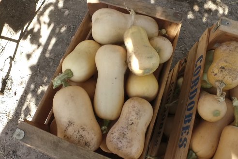 Germán Liendo - Productor Hortícola - “Trabajar la huerta es duro, pero con eficiencia se puede vivir de esto