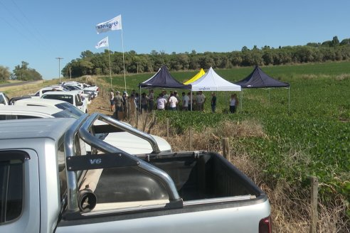 Jornada Taller de Capacitación Técnica a Campo - Syngenta Argentina e Insumos Entre Ríos S.A. - LA SOJINETA