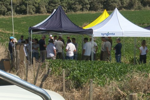 Jornada Taller de Capacitación Técnica a Campo - Syngenta Argentina e Insumos Entre Ríos S.A. - LA SOJINETA