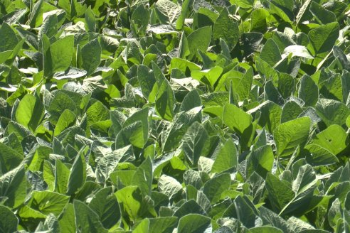 Jornada Taller de Capacitación Técnica a Campo - Syngenta Argentina e Insumos Entre Ríos S.A. - LA SOJINETA