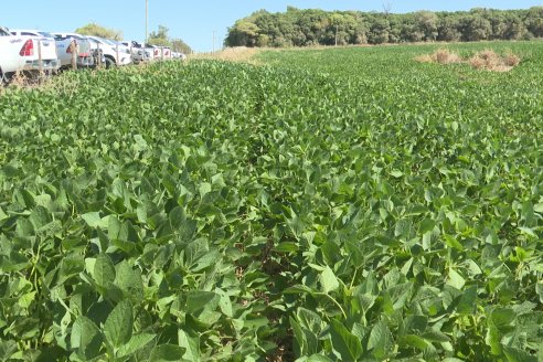 Jornada Taller de Capacitación Técnica a Campo - Syngenta Argentina e Insumos Entre Ríos S.A. - LA SOJINETA