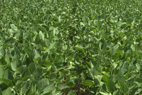 Jornada Taller de Capacitación Técnica a Campo - Syngenta Argentina e Insumos Entre Ríos S.A. - LA SOJINETA