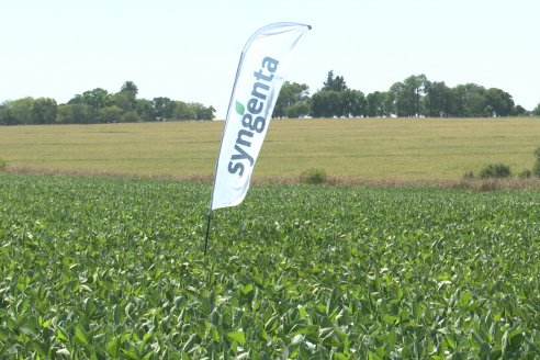 Jornada Taller de Capacitación Técnica a Campo - Syngenta Argentina e Insumos Entre Ríos S.A. - LA SOJINETA