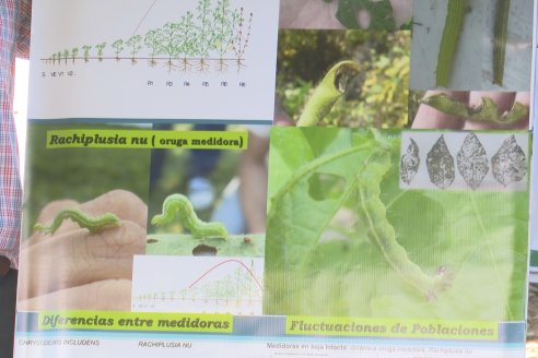 Jornada Taller de Capacitación Técnica a Campo - Syngenta Argentina e Insumos Entre Ríos S.A. - LA SOJINETA