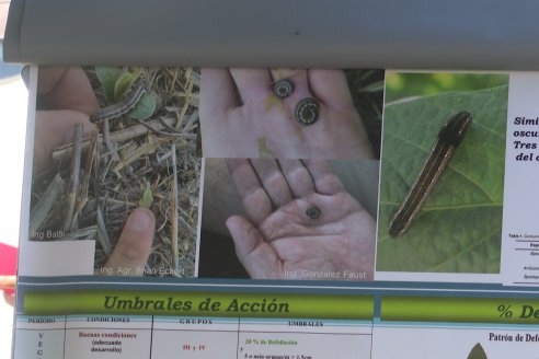 Jornada Taller de Capacitación Técnica a Campo - Syngenta Argentina e Insumos Entre Ríos S.A. - LA SOJINETA