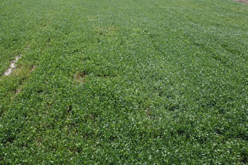 Jornada Taller de Capacitación Técnica a Campo - Syngenta Argentina e Insumos Entre Ríos S.A. - LA SOJINETA