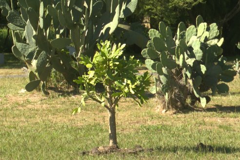 Visita al Vivero Municipal de Paraná