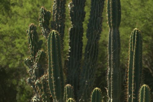 Visita al Vivero Municipal de Paraná