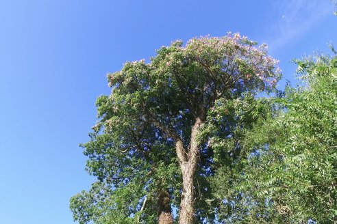 Visita al Vivero Municipal de Paraná