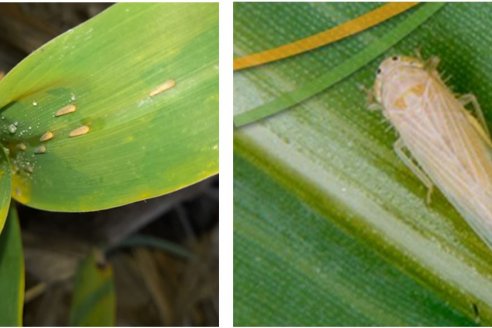 A la falta de agua, se suman ataques de chicharritas que afectan al maíz