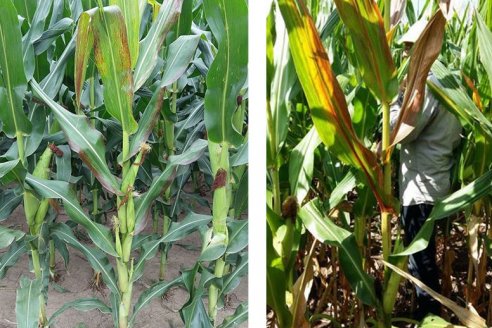 Anticipan lo que puede pasar en el invierno con la chicharrita del maíz y cómo prevenir que ataque de nuevo