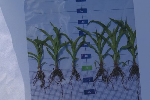 Modulo de Imnovación Brevant - Campo Ramón Roldán de la FCA UNER - Oro Verde, E.Ríos