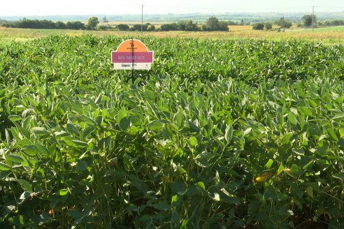 Modulo de Imnovación Brevant - Campo Ramón Roldán de la FCA UNER - Oro Verde, E.Ríos