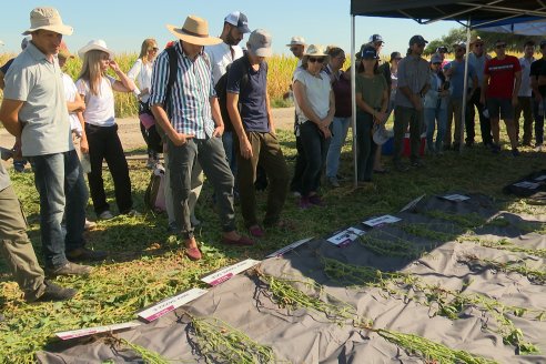 Modulo de Imnovación Brevant - Campo Ramón Roldán de la FCA UNER - Oro Verde, E.Ríos