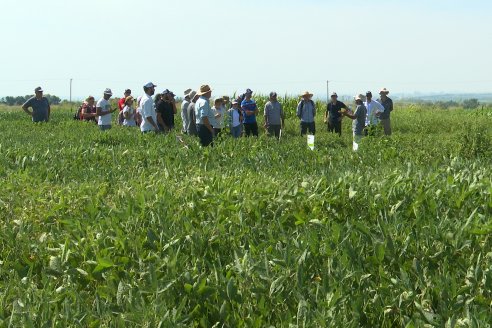 Modulo de Imnovación Brevant - Campo Ramón Roldán de la FCA UNER - Oro Verde, E.Ríos