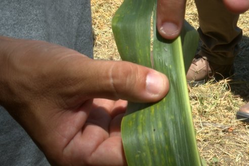 Modulo de Imnovación Brevant - Campo Ramón Roldán de la FCA UNER - Oro Verde, E.Ríos