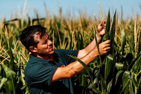 Híbridos sileros con mayor digestibilidad, clave en planteos ganaderos de punta