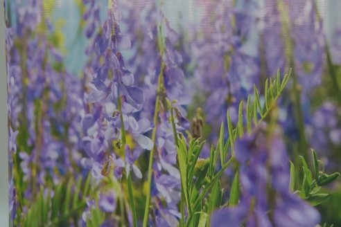 Jornada de Capacitación de Manejo - Vicia Villosa Asasubi INTA - Bioceres Semillas