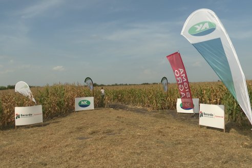 Jornada Técnica Maiz a Campo de Berardo Agropecuaria - Urdinarrain - Entre Ríos