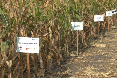 Jornada Técnica Maiz a Campo de Berardo Agropecuaria - Urdinarrain - Entre Ríos