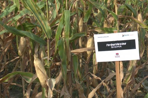 Jornada Técnica Maiz a Campo de Berardo Agropecuaria - Urdinarrain - Entre Ríos