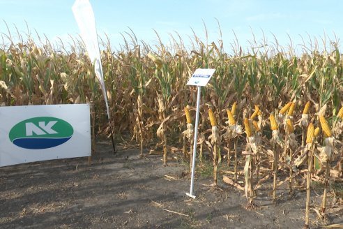 Jornada Técnica Maiz a Campo de Berardo Agropecuaria - Urdinarrain - Entre Ríos