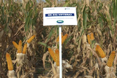 Jornada Técnica Maiz a Campo de Berardo Agropecuaria - Urdinarrain - Entre Ríos