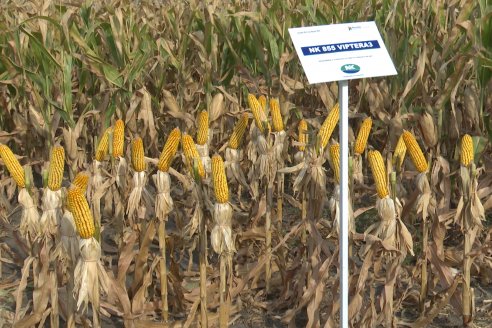 Jornada Técnica Maiz a Campo de Berardo Agropecuaria - Urdinarrain - Entre Ríos