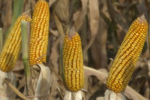 Jornada Técnica Maiz a Campo de Berardo Agropecuaria - Urdinarrain - Entre Ríos