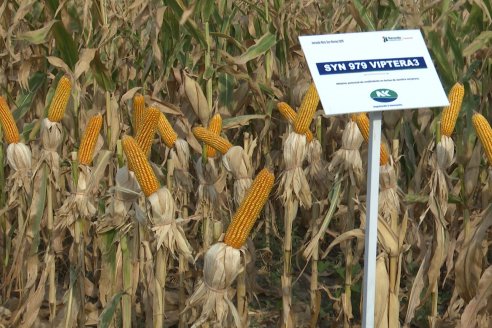 Jornada Técnica Maiz a Campo de Berardo Agropecuaria - Urdinarrain - Entre Ríos