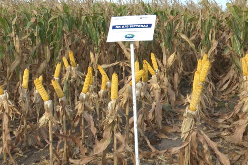 Jornada Técnica Maiz a Campo de Berardo Agropecuaria - Urdinarrain - Entre Ríos