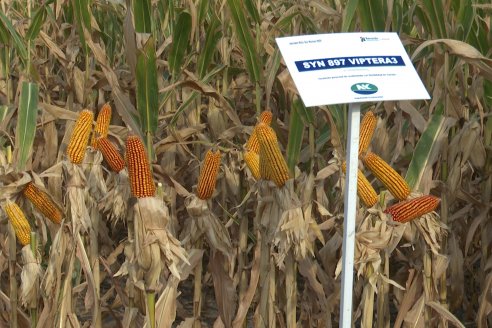 Jornada Técnica Maiz a Campo de Berardo Agropecuaria - Urdinarrain - Entre Ríos