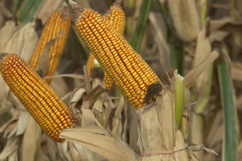 Jornada Técnica Maiz a Campo de Berardo Agropecuaria - Urdinarrain - Entre Ríos