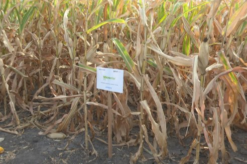 Jornada Técnica Maiz a Campo de Berardo Agropecuaria - Urdinarrain - Entre Ríos