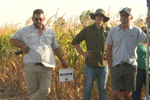 Jornada Técnica Maiz a Campo de Berardo Agropecuaria - Urdinarrain - Entre Ríos