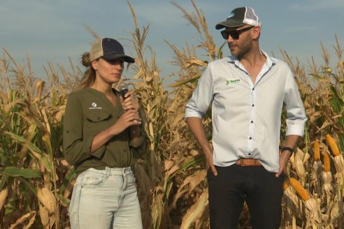 Jornada Técnica Maiz a Campo de Berardo Agropecuaria - Urdinarrain - Entre Ríos