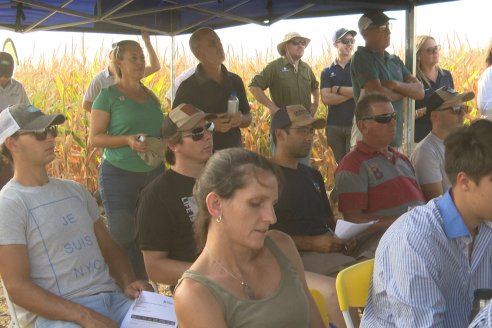 Jornada Técnica Maiz a Campo de Berardo Agropecuaria - Urdinarrain - Entre Ríos