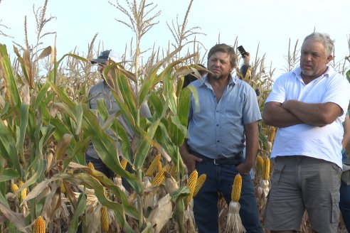 Jornada Técnica Maiz a Campo de Berardo Agropecuaria - Urdinarrain - Entre Ríos