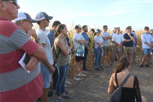 Jornada Técnica Maiz a Campo de Berardo Agropecuaria - Urdinarrain - Entre Ríos