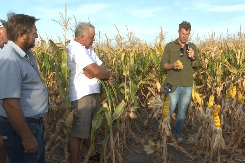 Jornada Técnica Maiz a Campo de Berardo Agropecuaria - Urdinarrain - Entre Ríos