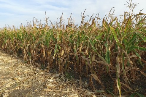 Jornada Técnica Maiz a Campo de Berardo Agropecuaria - Urdinarrain - Entre Ríos