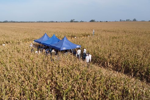 Jornada Técnica Maiz a Campo de Berardo Agropecuaria - Urdinarrain - Entre Ríos