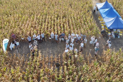 Jornada Técnica Maiz a Campo de Berardo Agropecuaria - Urdinarrain - Entre Ríos