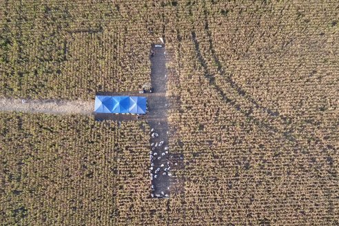 Jornada Técnica Maiz a Campo de Berardo Agropecuaria - Urdinarrain - Entre Ríos