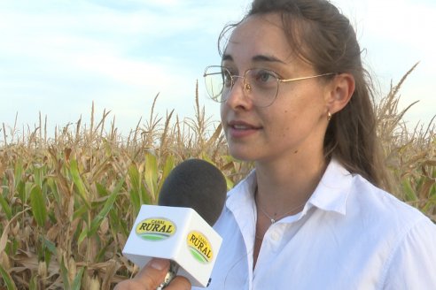 Jornada Técnica Maiz a Campo de Berardo Agropecuaria - Urdinarrain - Entre Ríos