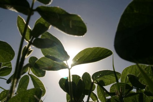 Midieron y determinaron que la ola de calor ya se llevó entre 20% y 30% del rinde previsto para la soja